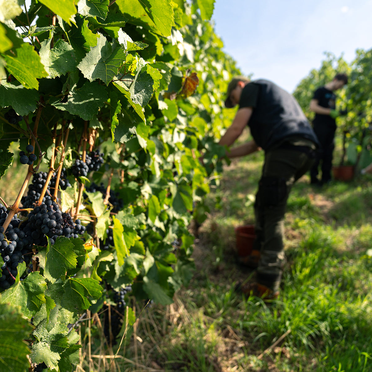 Reife rote Weintrauben im Weinberg der WZG bei der Weinlese mit zwei Personen zwischen den Reben.