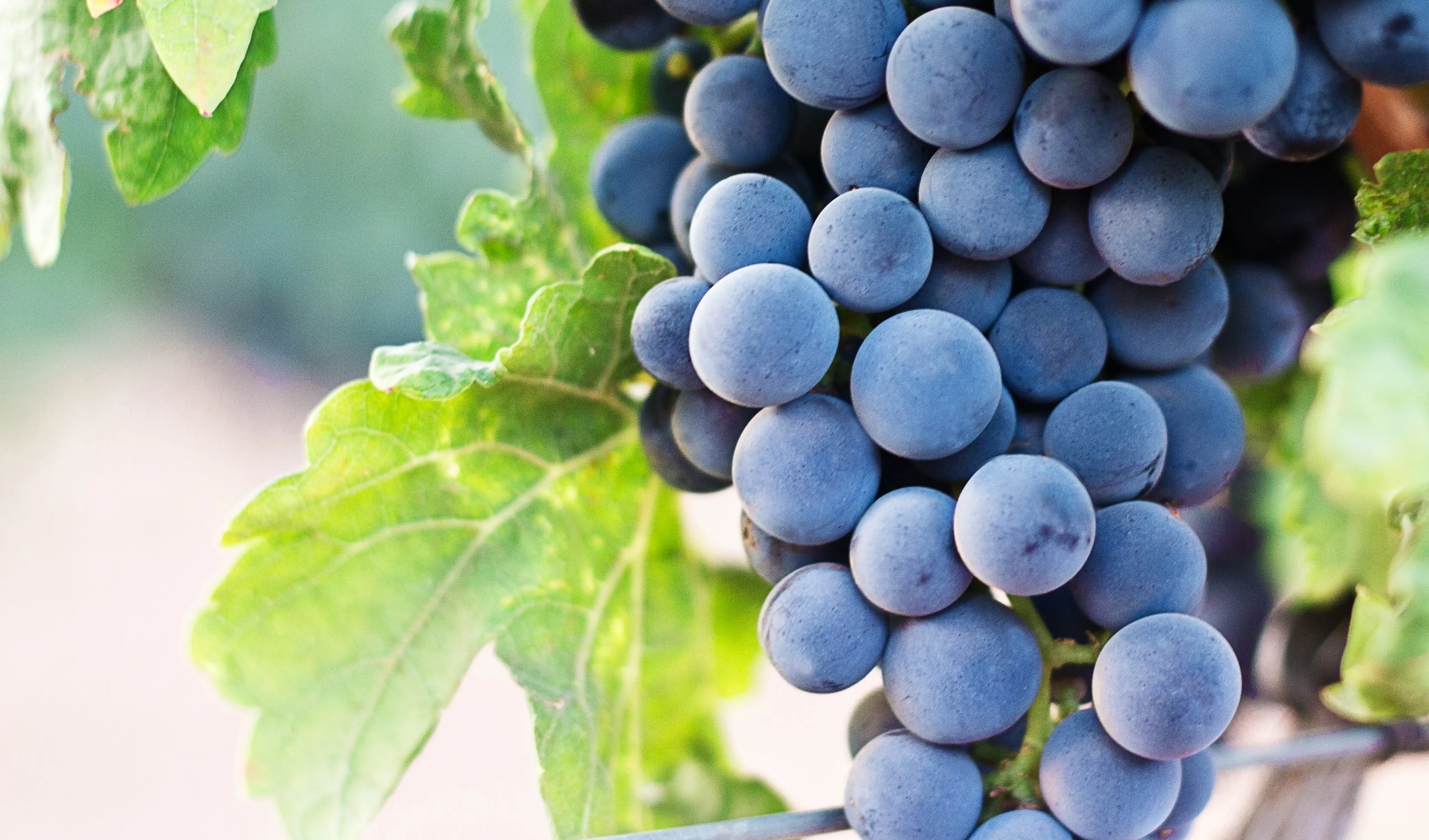 Rote Trauben im Weinberg WZG Rote Trauben
